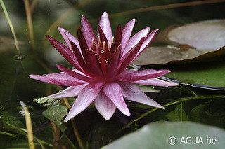 Nymphaea Perry’s Red Star 1989