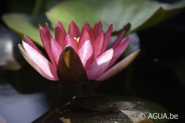 Nymphaea Perry's Red Blaze