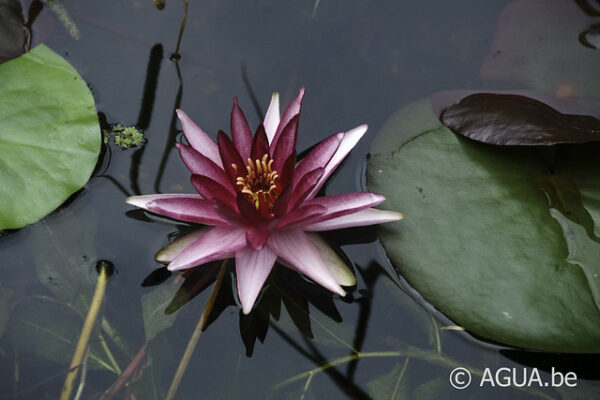 Nymphaea Perry's Red Star