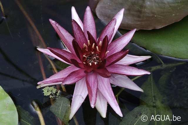 Nymphaea Perry’s Red Star