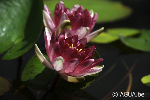 Nymphaea Steven Strawn