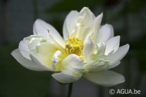 Nelumbo White Chrysanthemum