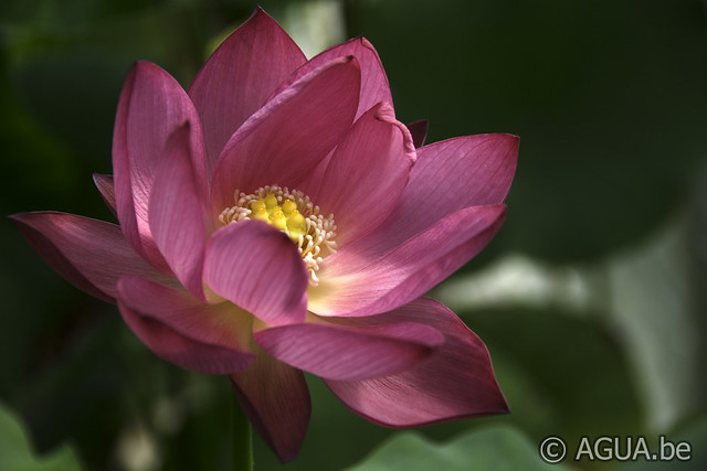 Nelumbo Little Red Missing