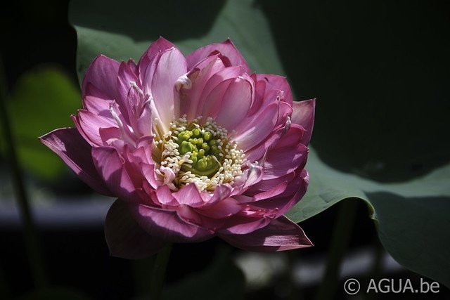 Nelumbo Elite Red