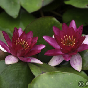 Nymphaea Wm. Falconer