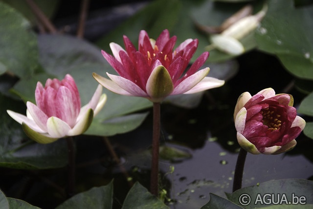 Nymphaea Steven Strawn