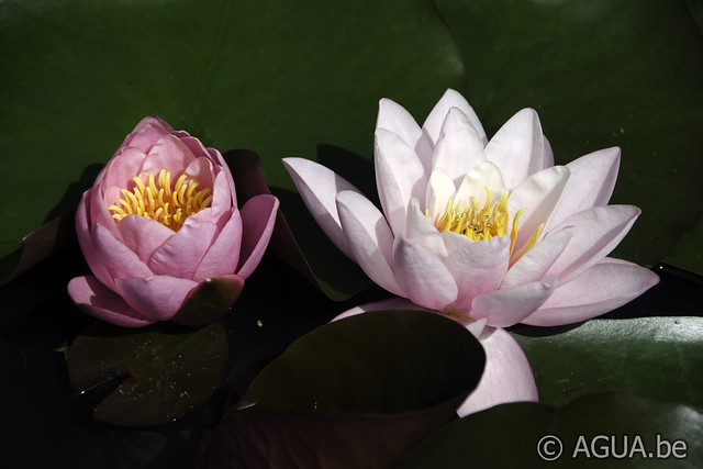 Nymphaea Norma Gedye