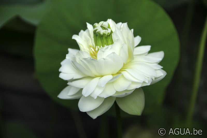 Nelumbo White Pear Flower