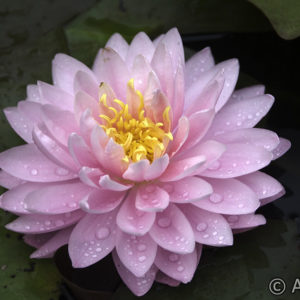 Nymphaea Lily Pons