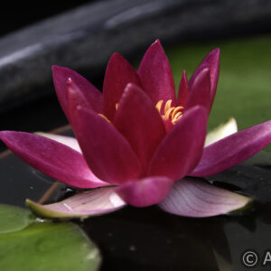 Nymphaea Xufei