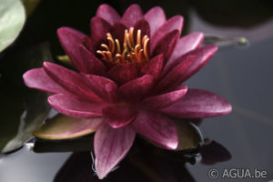 Nymphaea Almost Black