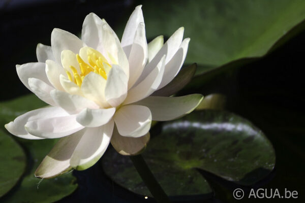 Nymphaea Stapeley Sunset