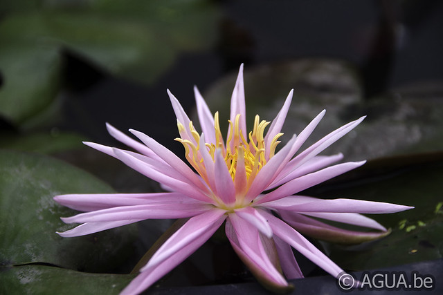 Nymphaea Perry’s Cactus Pink