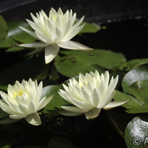 Nymphaea Gold Medal