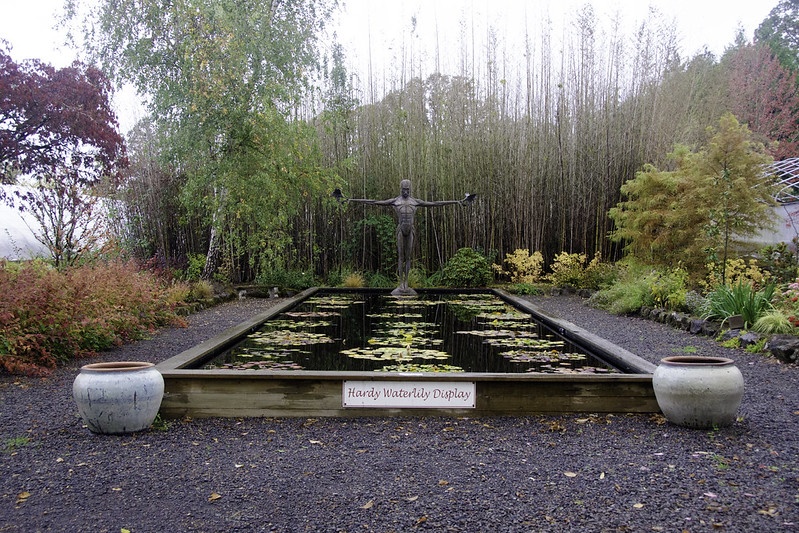 Hardy Waterlily Display @ Hughes Water Gardens