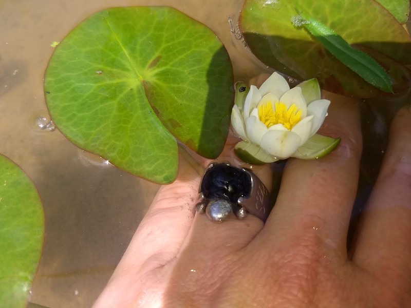 Nymphaea tetragona