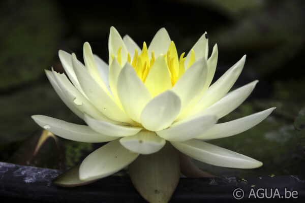Nymphaea Yellow Watermelon