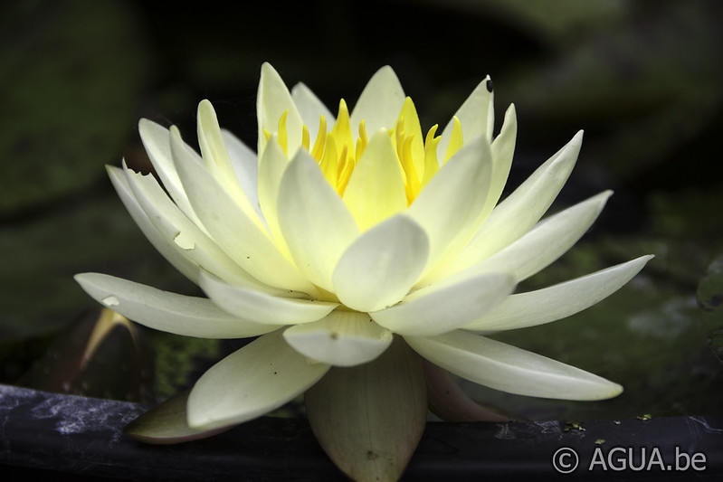Nymphaea Yellow Watermelon