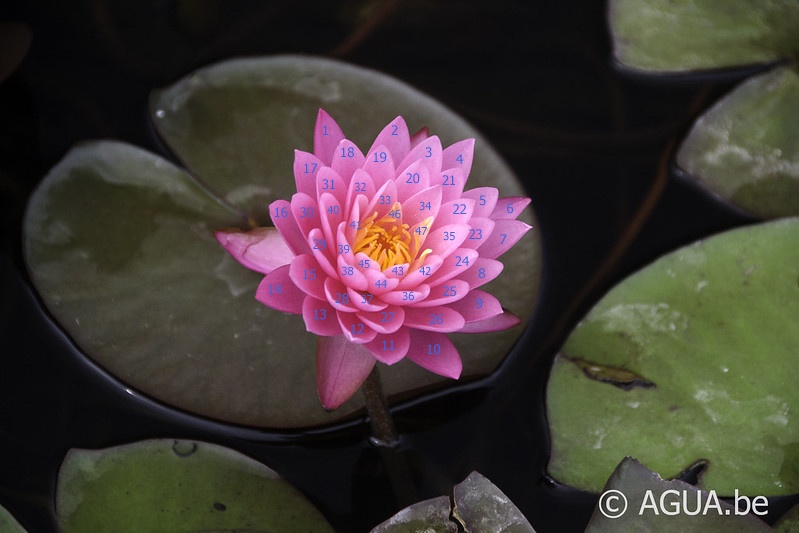 Nymphaea 47 Petals Count