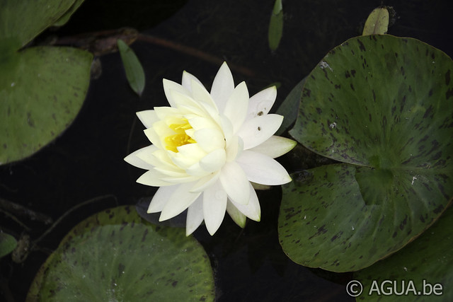 Nymphaea Perry's Double Yellow