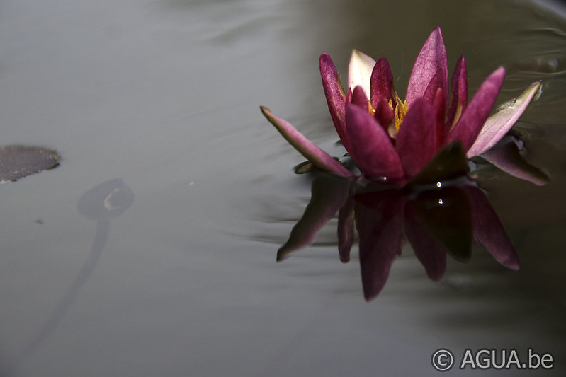 Nymphaea Pygmaea Rubra