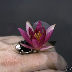 Nymphaea Pygmaea 'Rubra'