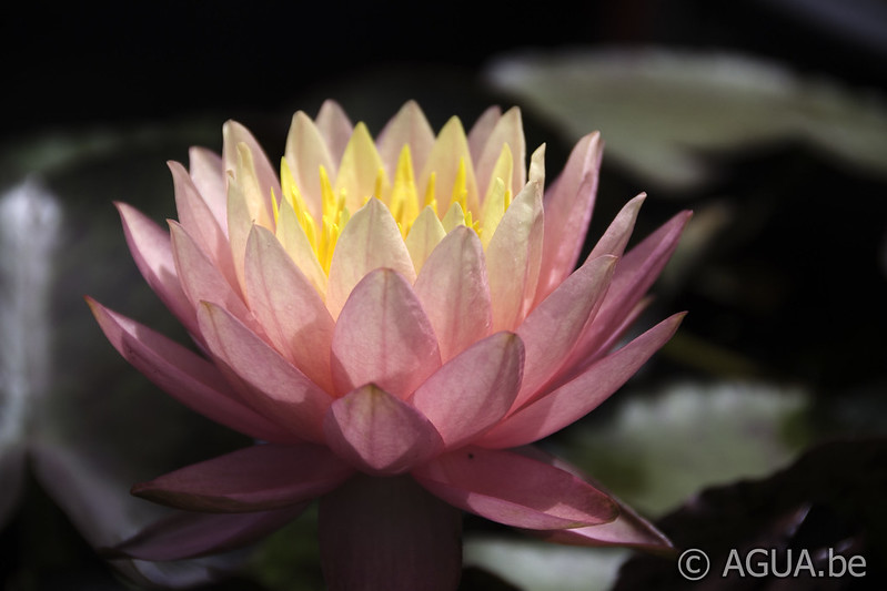 Nymphaea Sunfire