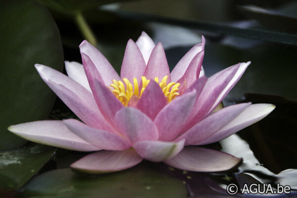 Nymphaea Rosy Morn