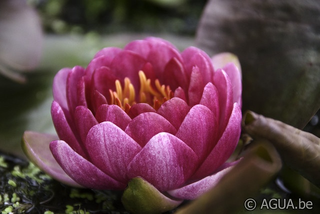 Nymphaea Perry’s Dwarf Red