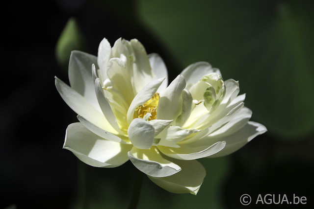 Nelumbo White Chrysanthemum UITVERKOCHT!