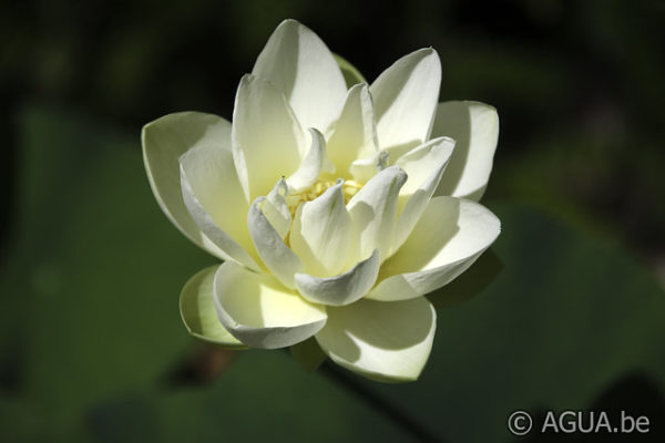 Nelumbo Polaris