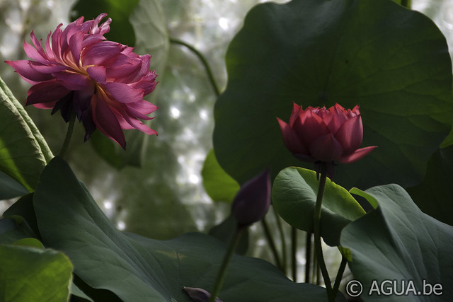 Nelumbo Drop Blood