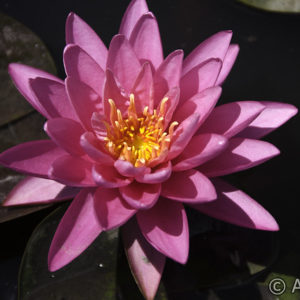 Nymphaea Perry's Super Rose