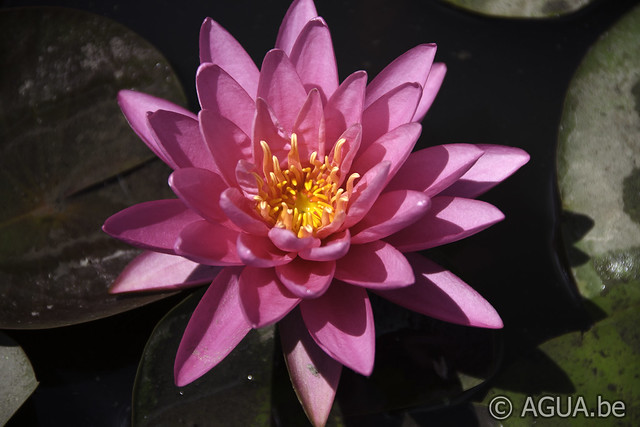 Nymphaea Perry’s Super Rose