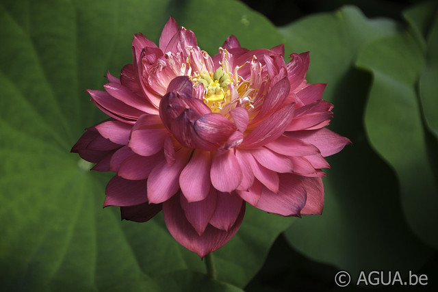 Nelumbo Drop Blood