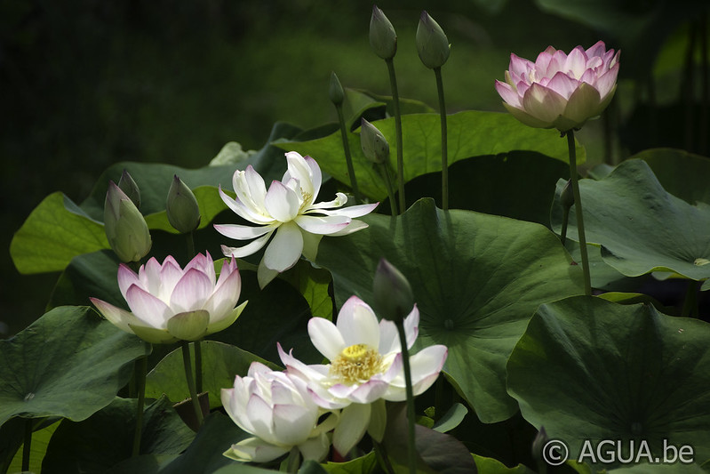 Nelumbo Pink Butterfly