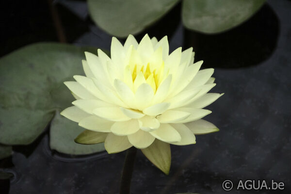 Nymphaea Perry's Double Yellow