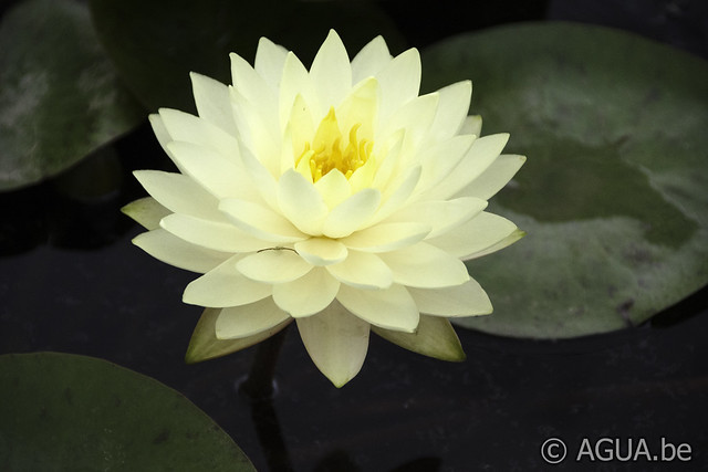 Nymphaea Perry’s Double Yellow