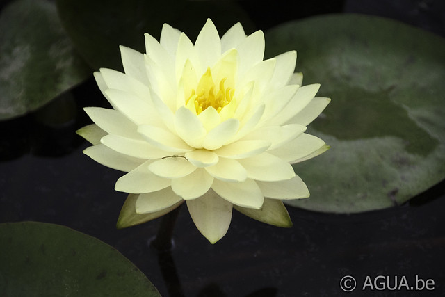 Nymphaea Perry's Double Yellow