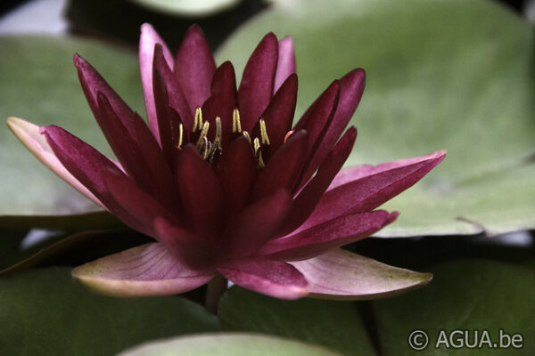 Nymphaea Perry's Red Blaze