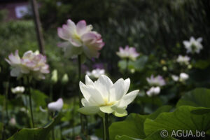Nelumbo Yellow Lotus from China