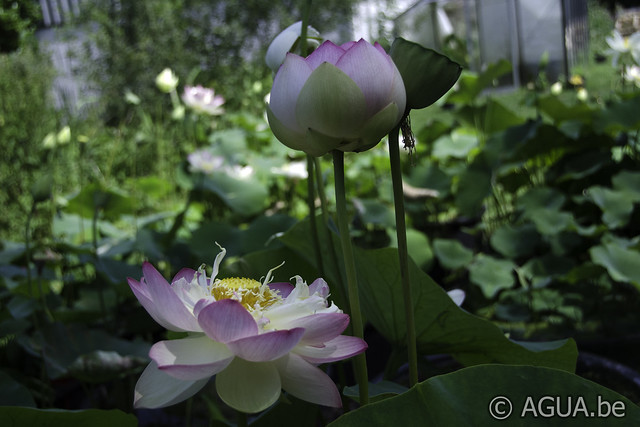 Nelumbo Perry's Super Star