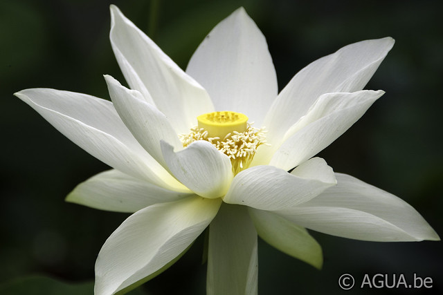 Nelumbo Shirokunshi Tulip Lotus