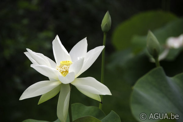 Nelumbo Shirokunshi Tulip Lotus