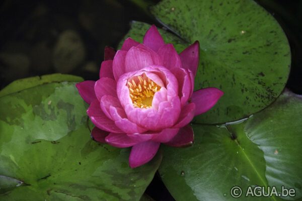 Nymphaea Siam Lucky