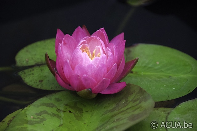 Nymphaea Siam Lucky