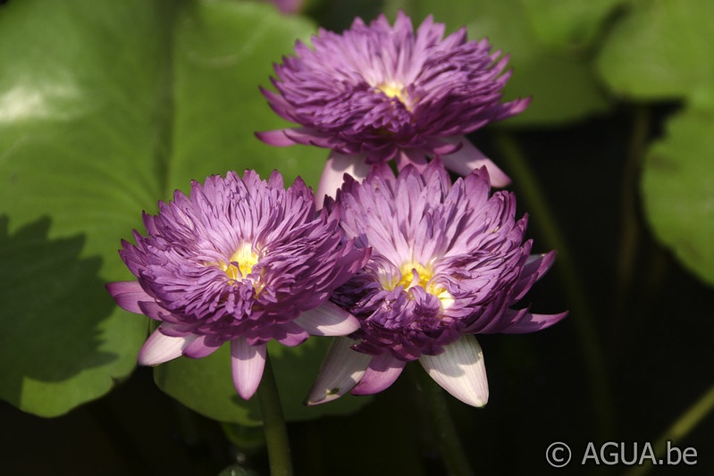 Jumbo Waterlily