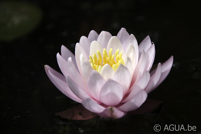 Nymphaea Séverine's Choice