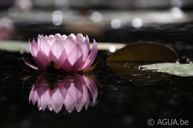 Nymphaea Séverine's Choice