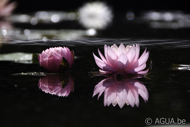 Nymphaea Séverine's Choice